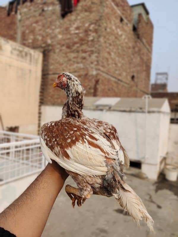 mianwali aseel bird for sale home breed 3