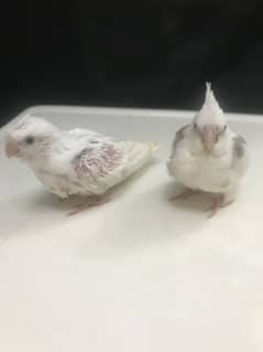 Cockatiel chicks for sale