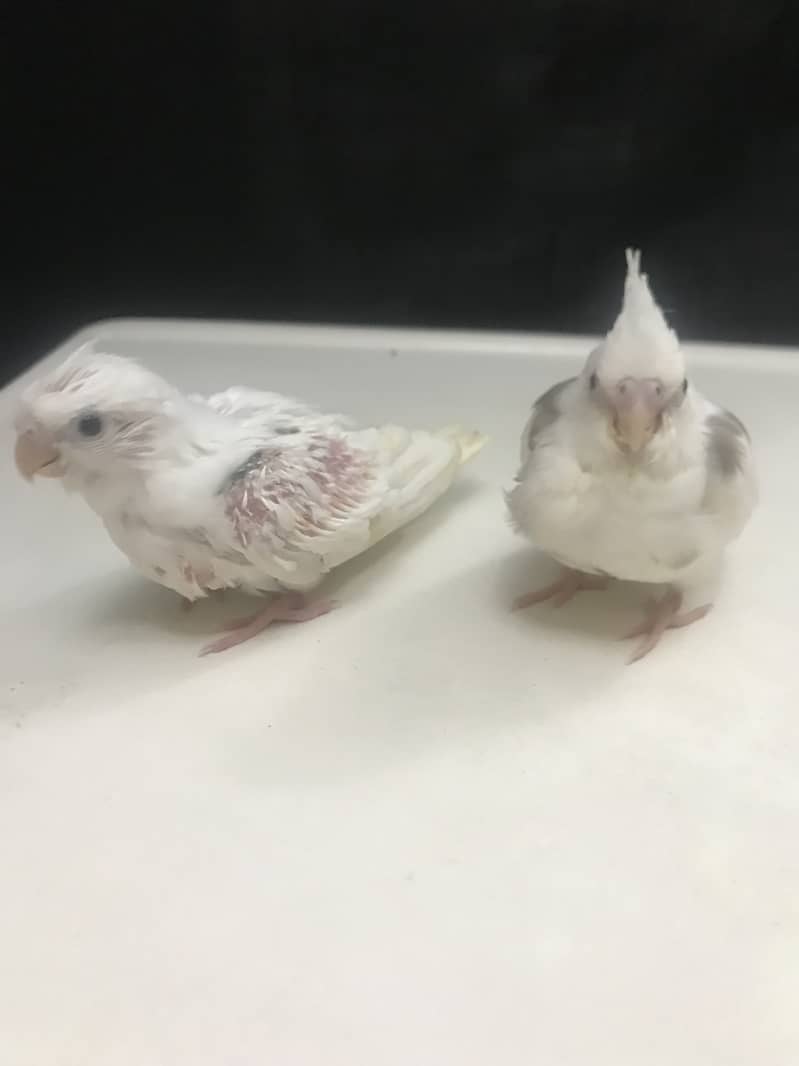 Cockatiel chicks for sale 0