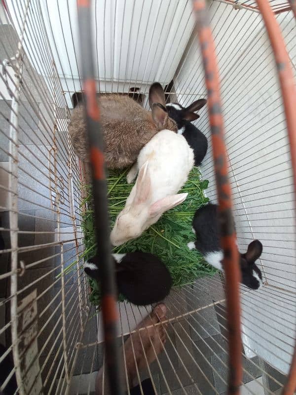 1 Pair Grey Male & Female or 1 Baby For Sale In Mughalpura Lahore 1