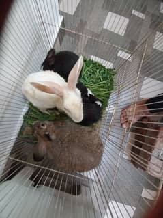 1 Pair Grey Male & Female or 1 Baby For Sale In Mughalpura Lahore