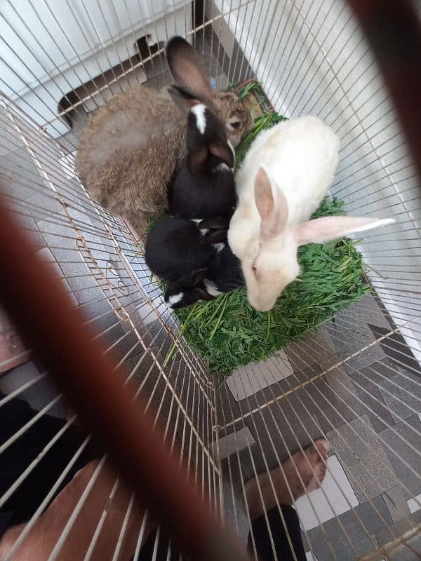 1 Pair Grey Male & Female or 1 Baby For Sale In Mughalpura Lahore 2