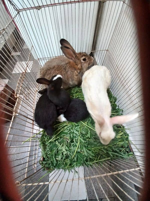 1 Pair Grey Male & Female or 1 Baby For Sale In Mughalpura Lahore 4