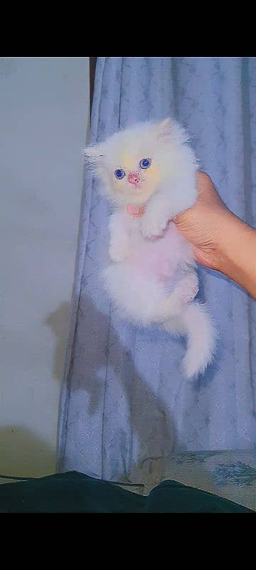 Persian male kitten cat 0