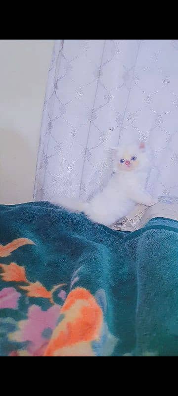 Persian male kitten cat 2