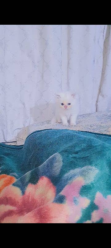 Persian male kitten cat 3