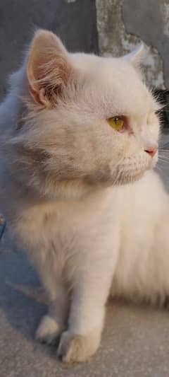 Pure white persian cats