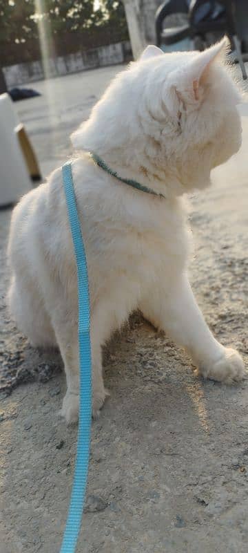 Pure white persian cats 1