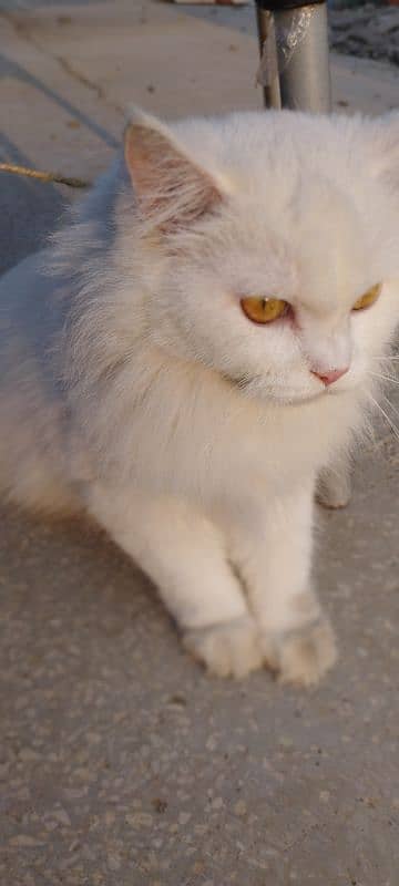 Pure white persian cats 2