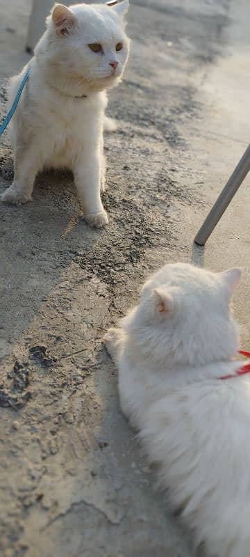 Pure white persian cats 3