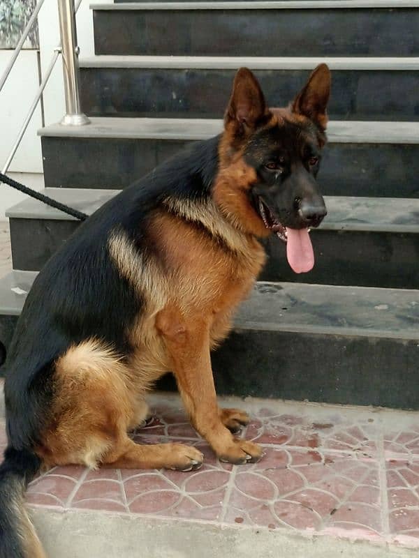 Pedigree German shepherd only for stud 0