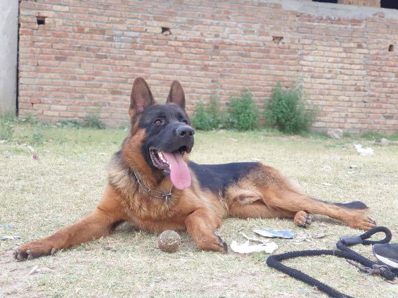 Pedigree German shepherd only for stud 1