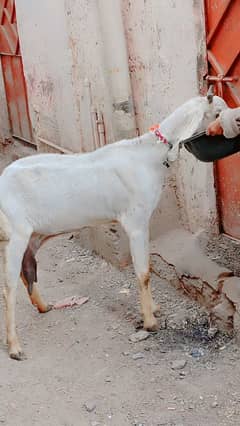 Panjab cross bakri dud wali  urgent sale