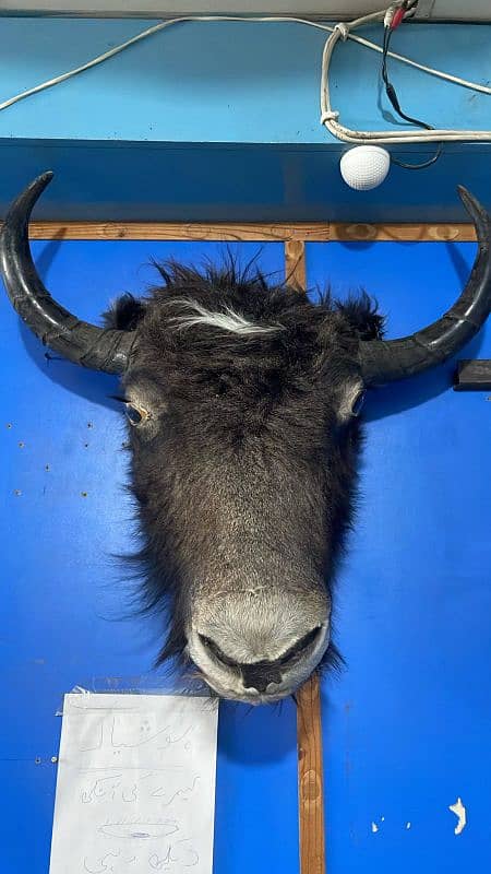 Stuffed yak head for sale 1