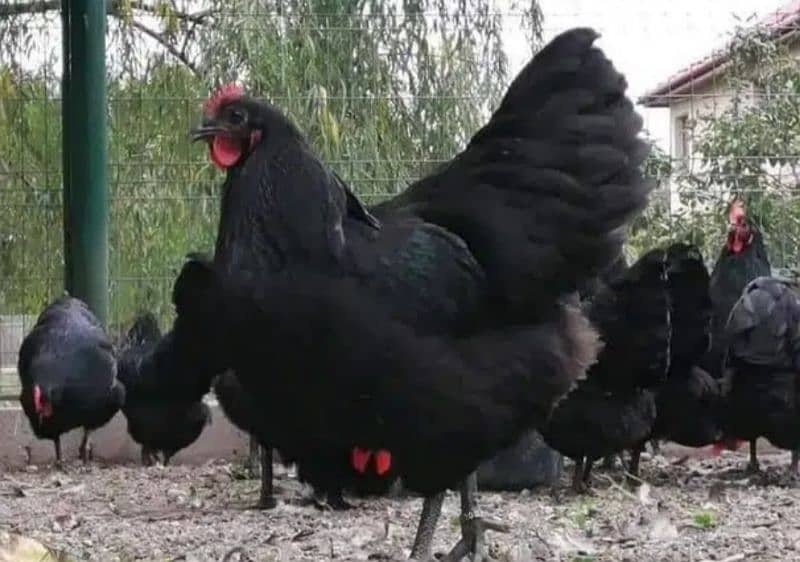 Australorp fartile egg 2