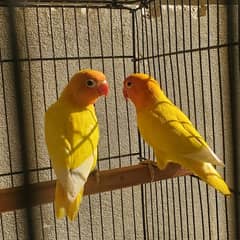 Lutino Personata Black eye Love birds breeder pair available for sale