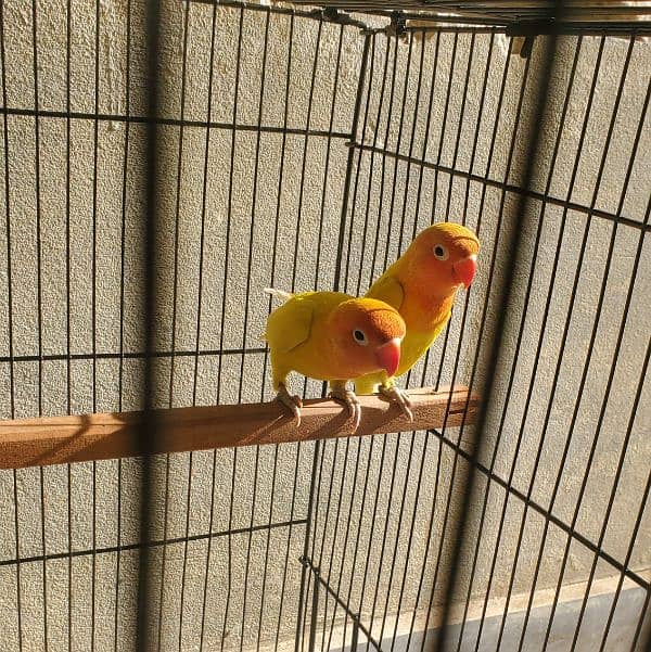 Lutino Personata Black eye Love birds breeder pair available for sale 4