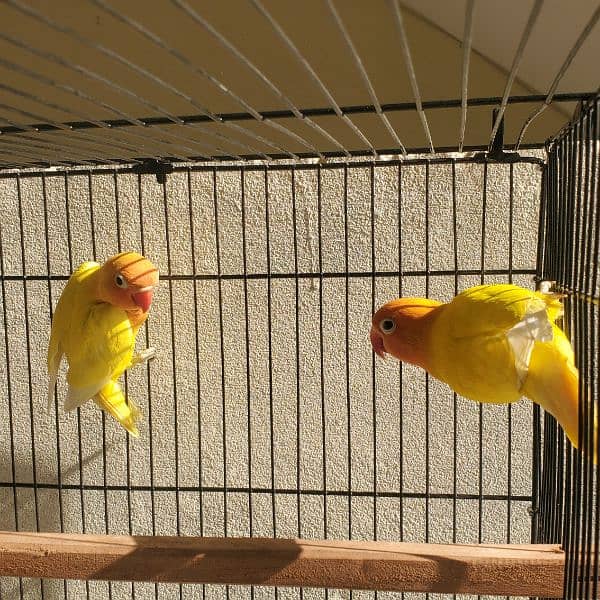 Lutino Personata Black eye Love birds breeder pair available for sale 5