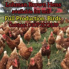 Lohman Brown Lohman Black Egg Laying Birds لوہمن براؤن لوہمن بلیک