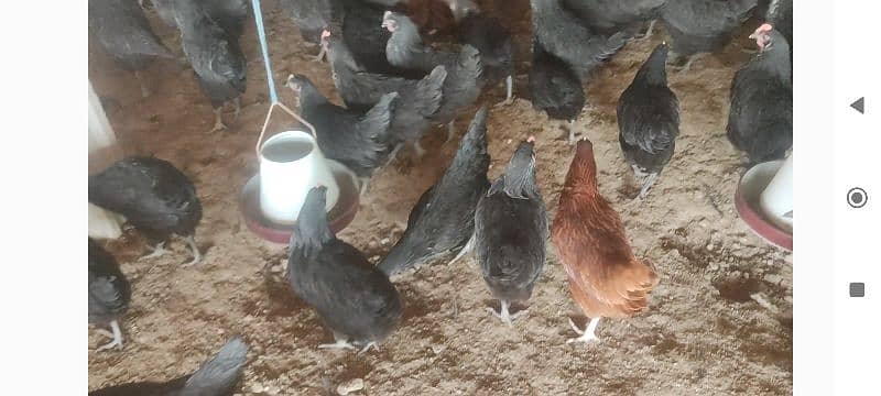 Lohman Brown Lohman Black Egg Laying Birds لوہمن براؤن لوہمن بلیک 5