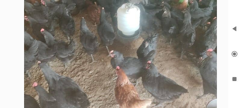 Lohman Brown Lohman Black Egg Laying Birds لوہمن براؤن لوہمن بلیک 6