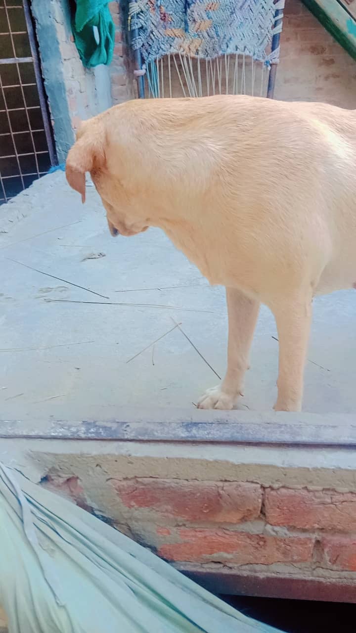 British Labrador 2