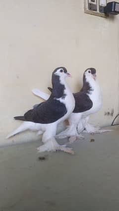 German Lahore Sherazi pigeon 3185461922