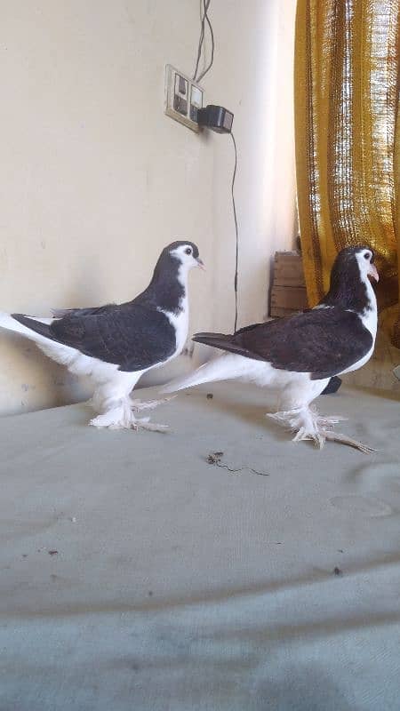 German Lahore Sherazi pigeon 3185461922 2