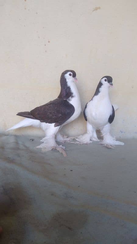 German Lahore Sherazi pigeon 3185461922 4