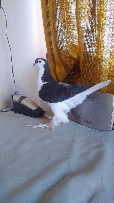 German Lahore Sherazi pigeon 3185461922 5