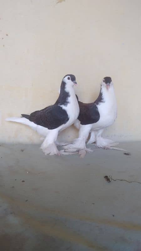 German Lahore Sherazi pigeon 3185461922 6