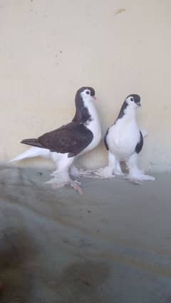 German Lahore Sherazi pigeon 3185461922