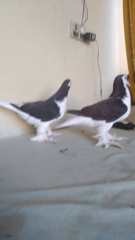 German Lahore Sherazi pigeon 3185461922 4