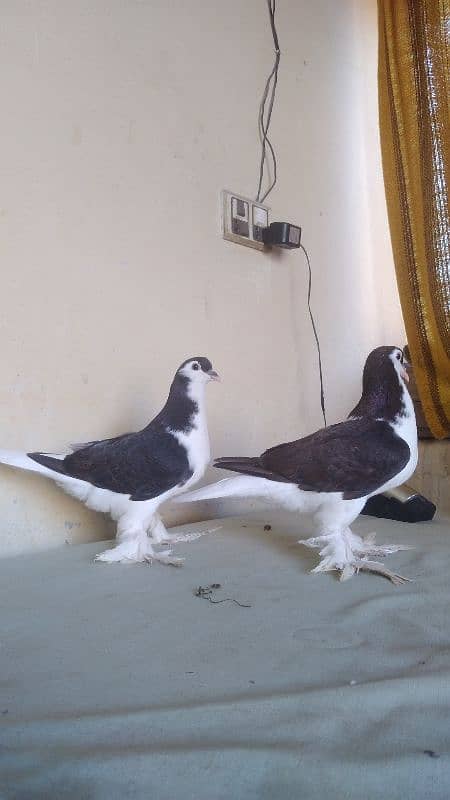 German Lahore Sherazi pigeon 3185461922 7