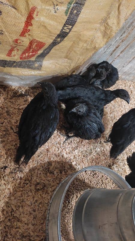 ayam cemani choza 0