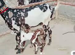 Desi Bakri Our 2 Bacchon Ka Sath Urgent For Sale Call me03204968514