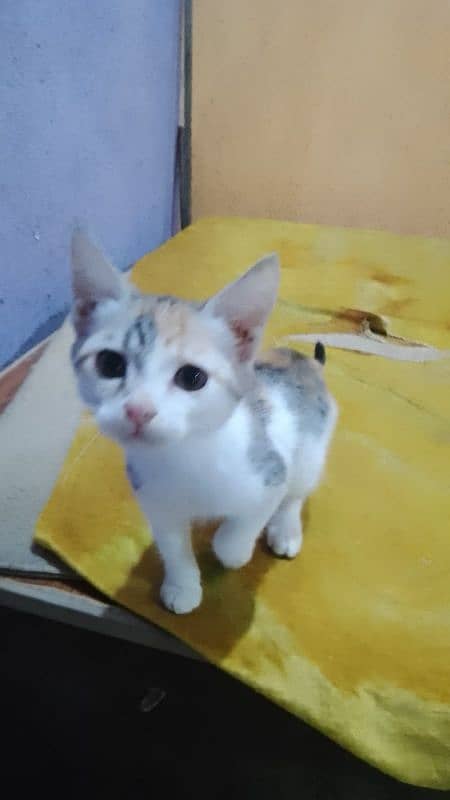 2 months old kitten needed a caring family 0