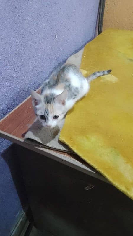 2 months old kitten needed a caring family 1