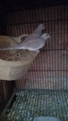 birds setup for sale