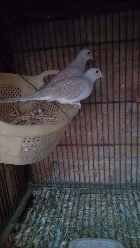 birds setup for sale 0