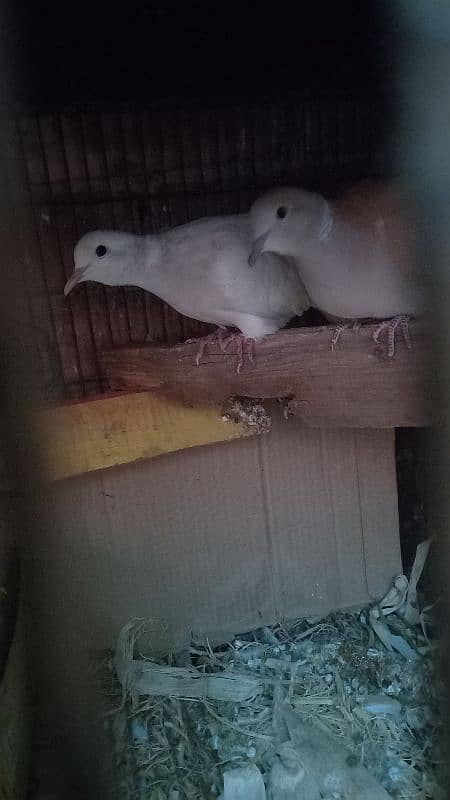 birds setup for sale 2