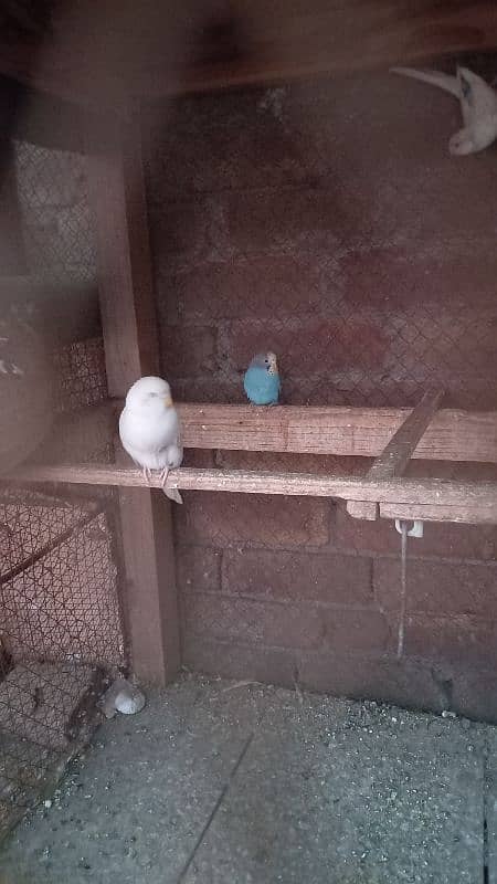 birds setup for sale 3