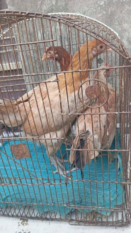 hens for sale 2