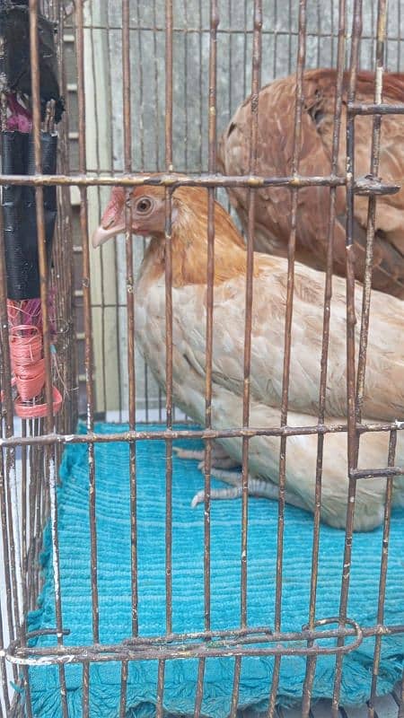 hens for sale 3