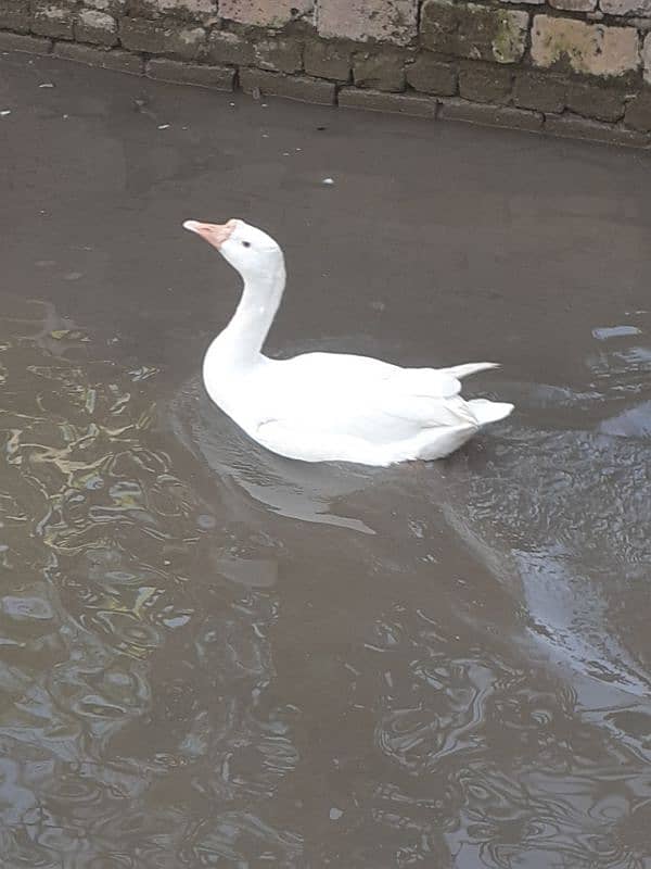 Long neck duck for sale and exchange 0