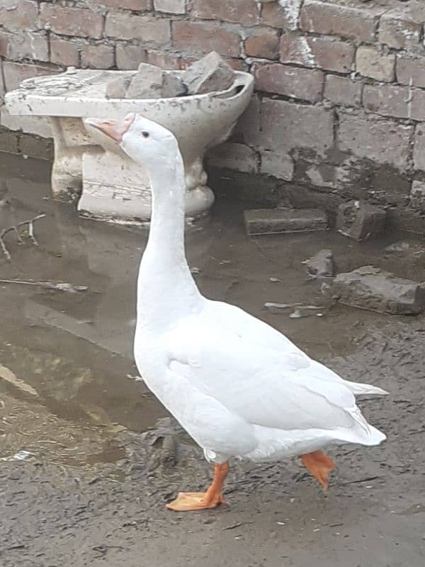 Long neck duck for sale and exchange 1