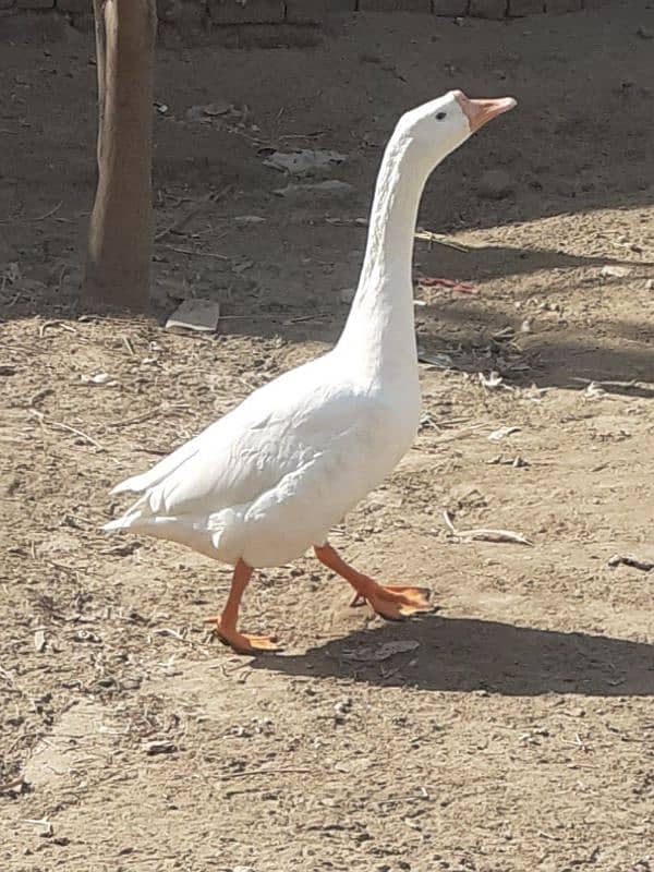 Long neck duck for sale and exchange 2