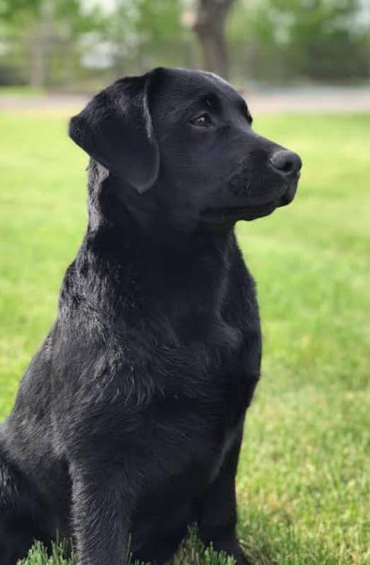 LABRADOR FEMALE FOR SALE 1