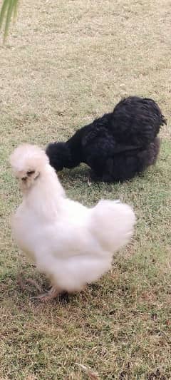 03 Silkie Hens, Healthy. 2 black, 1 white