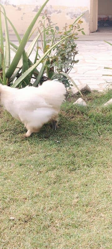 03 Silkie Hens, Healthy. 2 black, 1 white 1